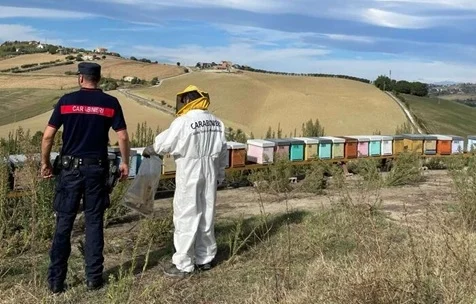 Irregolarità nell'apicoltura nelle Marche, dieci gli indagati