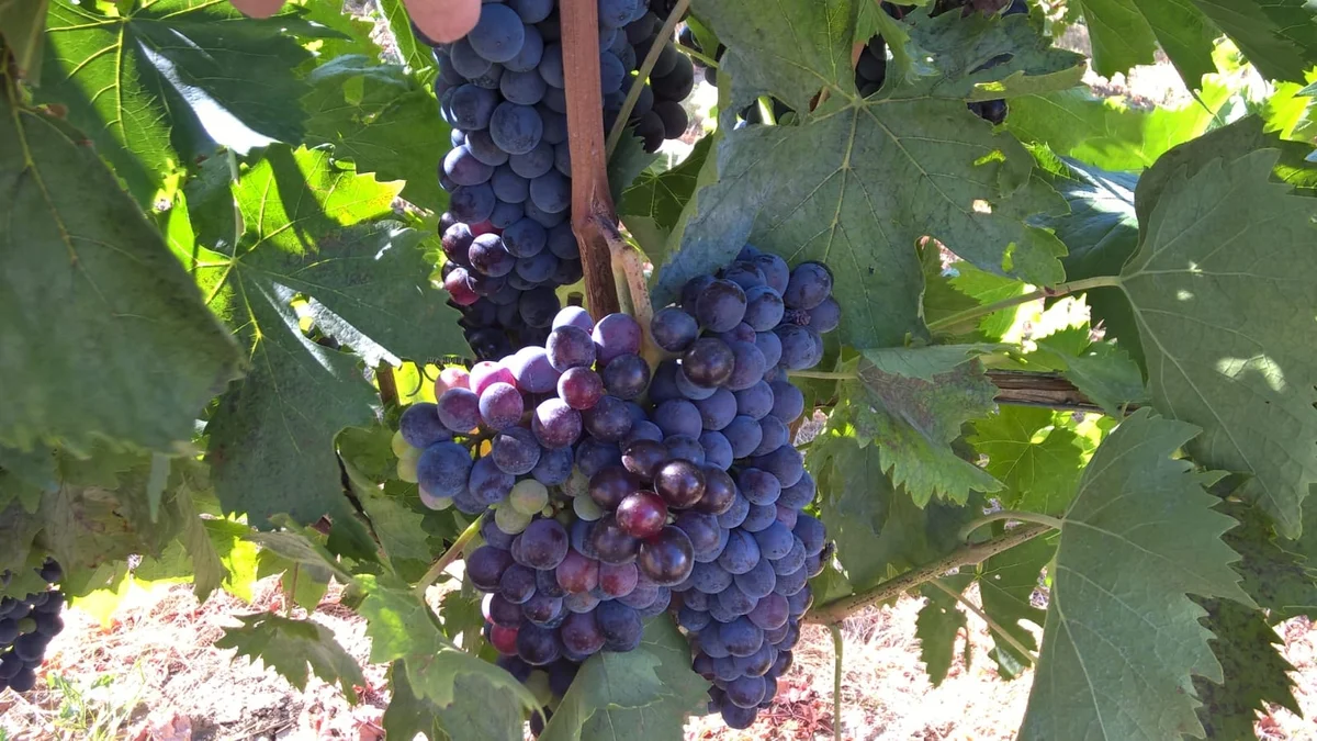 Deviango, un’annata favorevole per la produzione di questo vino bianco