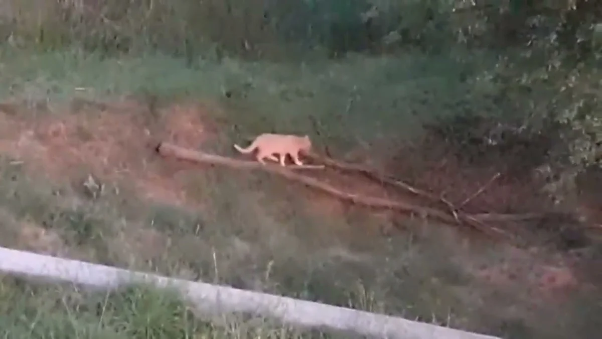 Ascoli Piceno - Si riapre il mistero del felino nelle campagne picene, altro avvistamento a Spinetoli