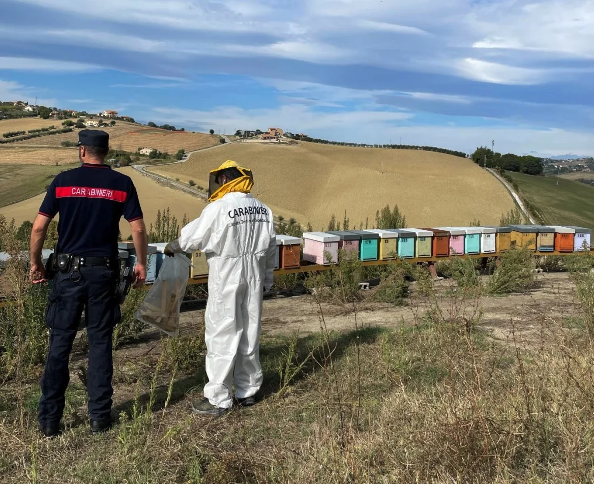 OPERAZIONE APIFARM: LOTTA ALLE PRATICHE ILLEGALI IN APICOLTURA NELLE PROVINCE DI ASCOLI E FERMO