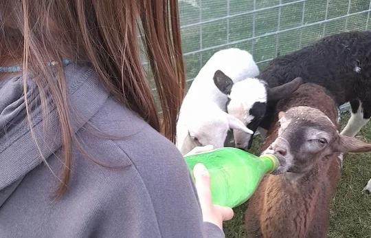 Appignano del Tronto - Una giornata all'insegna della natura per tante famiglie grazie al "Gigante"