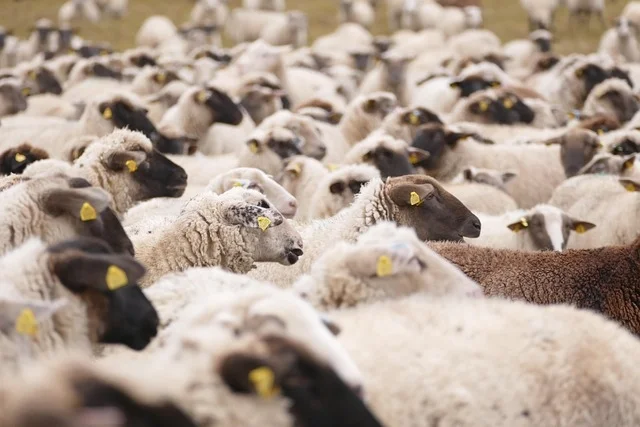 Febbre catarrale degli ovini (Blue Tongue), le misure della Regione Marche attivate per fronteggiare l’emergenza