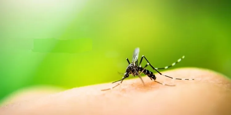 DENGUE: NELLE MARCHE NESSUNA EMERGENZA. RIUNIONE DEL GORES PER GARANTIRE RISPOSTE EFFICACI E TEMPESTIVE