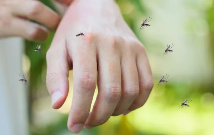 Casi di febbre dengue a Fano, disinfestazioni notturne