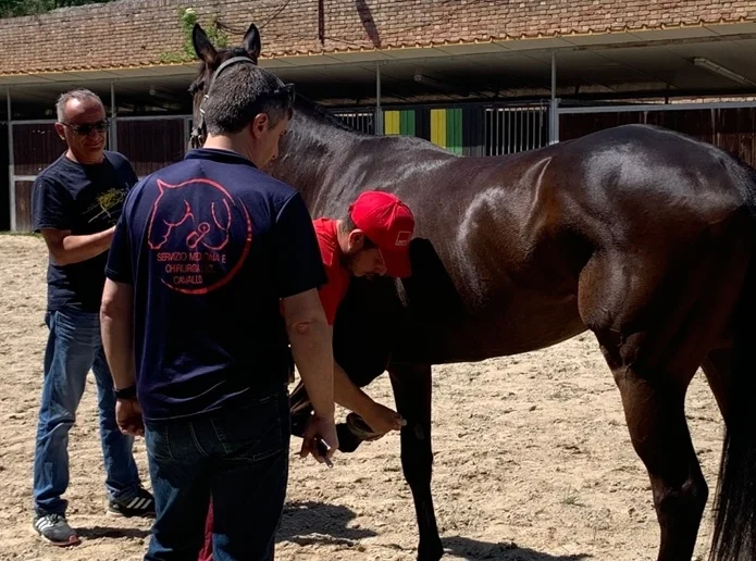Ascoli Piceno - Quintana, al via le visite veterinarie per 26 cavalli