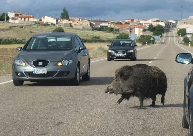 Via libera della giunta al Piano Regionale Straordinario per la gestione e il contenimento della fauna selvatica