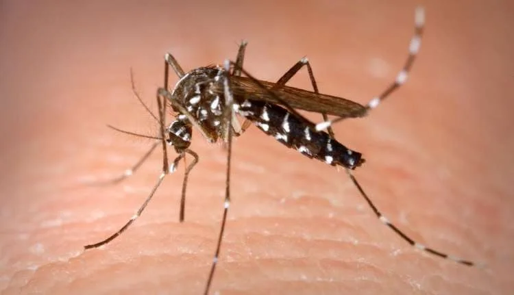 Casi di Dengue, al via tre giorni disinfestazione notturna a Fano