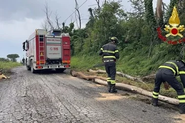 Forte grandinata nel Maceratese, un albero cade sopra un'auto 