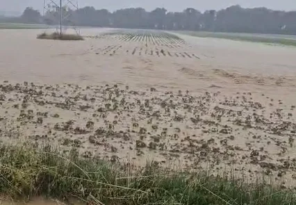 Grandine sui raccolti, Coldiretti: "Ingenti danni in campagna"