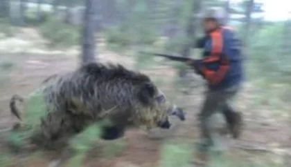 Cacciatore caricato da un cinghiale nei boschi di Acquasanta Terme 