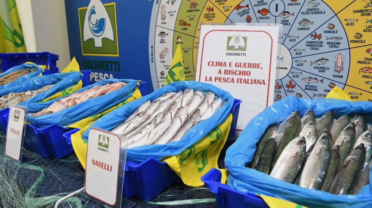 COLDIRETTI PESCA MARCHE: "BENE LE MISURE DEL MASAF, ORA SERVE ACCELERARE PER SOSTENERE LE IMPRESE DEL COMPARTO"