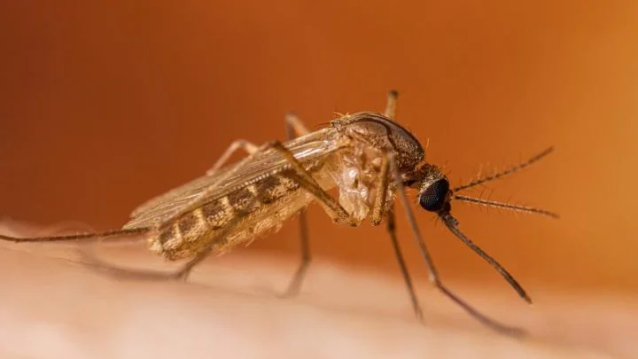 West Nile Virus: riscontrata positività nelle zanzare sul territorio di Mosciano