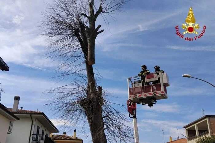 A San Benedetto rimosso un albero pericolante sulla Salaria