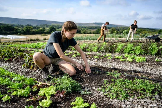 Ama Aquilone, quattro posti per il Servizio civile agricolo nella Bio Fattoria 