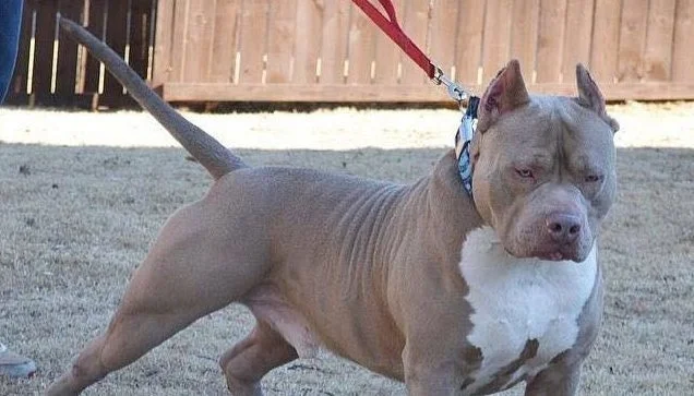 Pitbull uccide un cane e ferisce una donna, denunciato il padrone