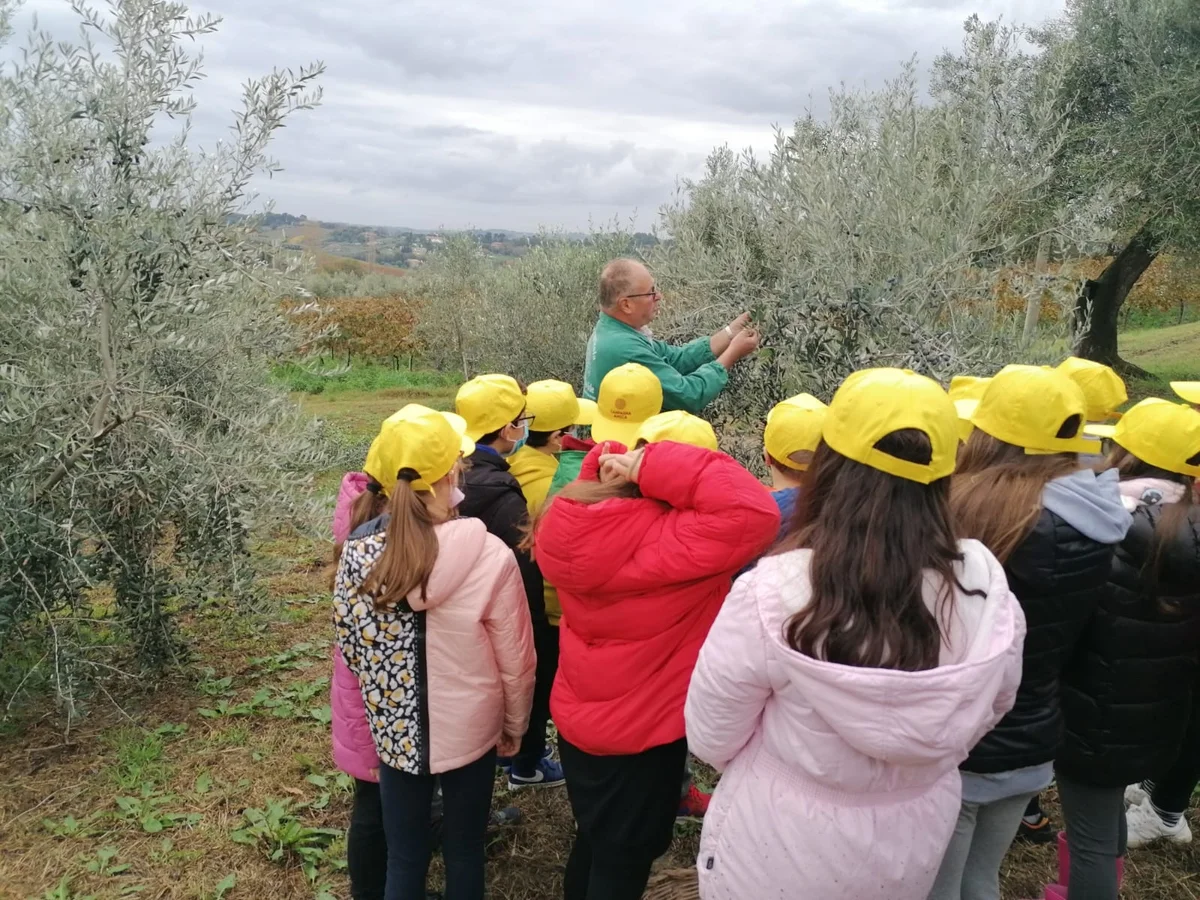 Coldiretti Marche, oleoturismo: “Con decreti attuativi si entra nel vivo, subito corsi e incontri per le aziende”