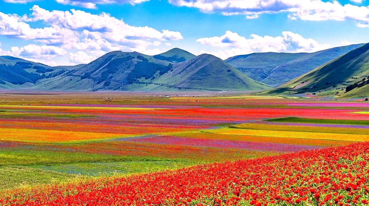 Arquata del Tronto - Calo di turisti nelle montagne picene: "Colpa anche della mancanza della fioritura a Castelluccio"