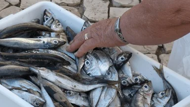 Nuovo bando FEAMPA nelle Marche: 175mila euro per la sicurezza e la sostenibilità di pescherecci e acquacoltura