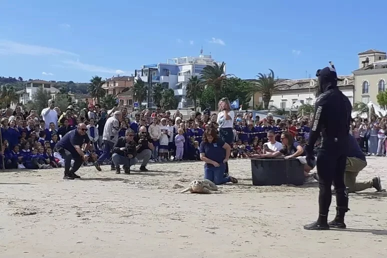 E' tornata in mare la tartaruga caretta caretta Valentina