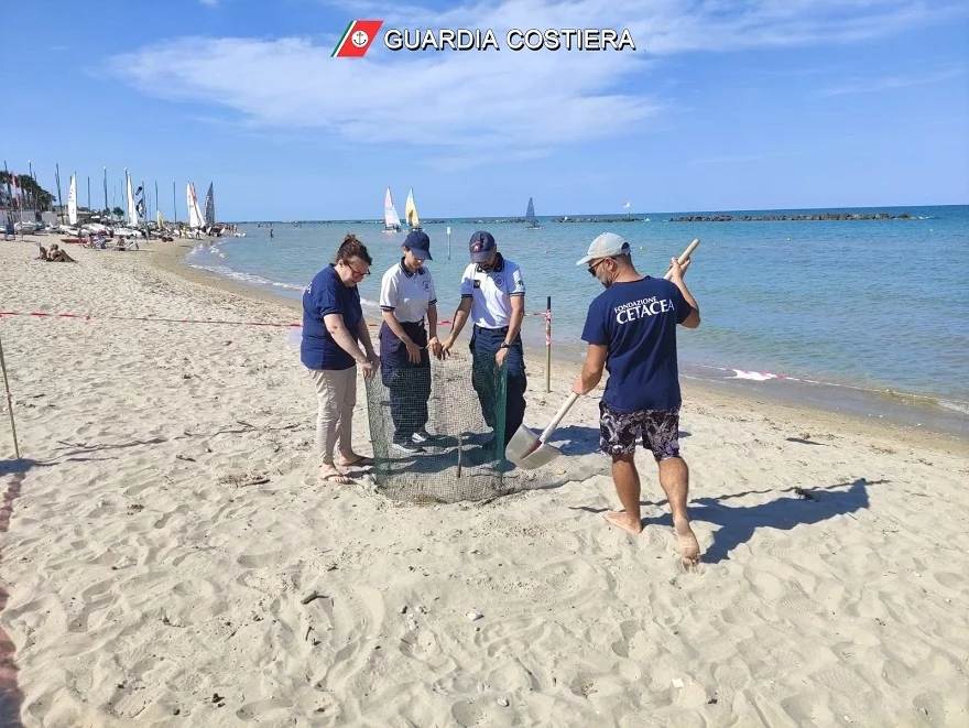 Una tartaruga marina sceglie il litorale di Cupra Marittima per deporre le sue uova. Un evento eccezionale che mancava da anni