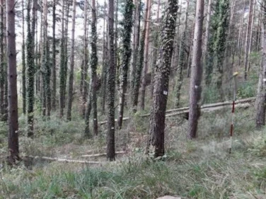 FORESTE PIÙ VIVE E SOSTENIBILI: AL VIA LA COLLABORAZIONE TRA REGIONE MARCHE, SNAM E UNIONE MONTANA POTENZA ESINO MUSONE
