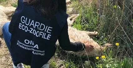 Resti di cani morti, il Comune di Loreto si costituirà parte civile