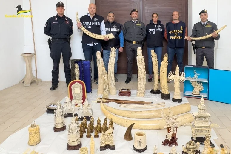 Sequestro di 80 oggetti lavorati in avorio, zanne e un corno di rinoceronte