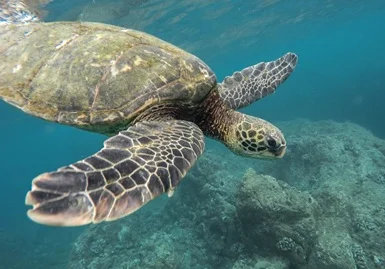 La protezione del mare non deve essere una partita tra destra e sinistra  ma un dovere dettato dalla scienza e dalla responsabilità verso i nostri figli