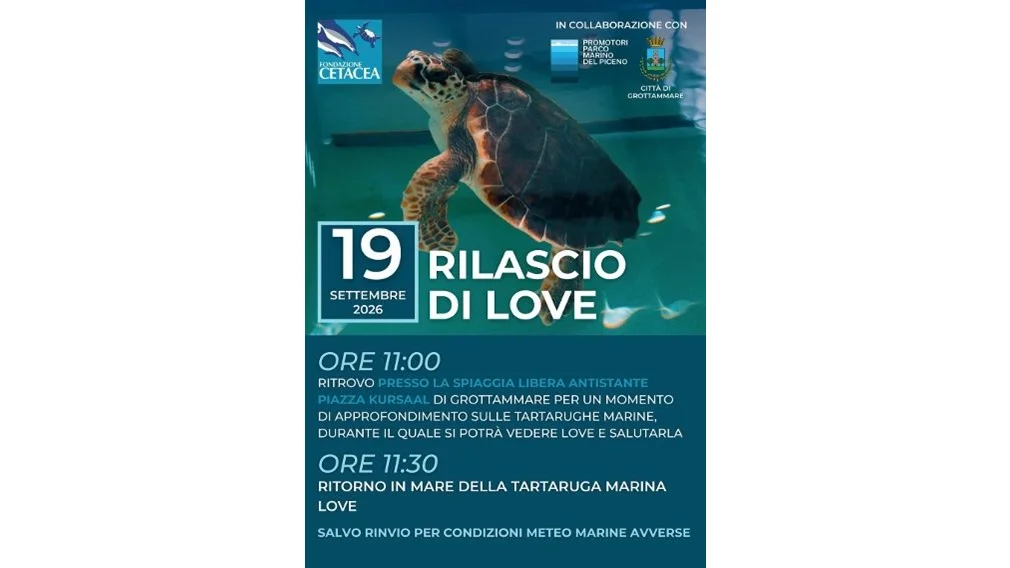 Love torna in mare: dopo mesi di cure, la tartaruga marina sarà liberata a Grottammare