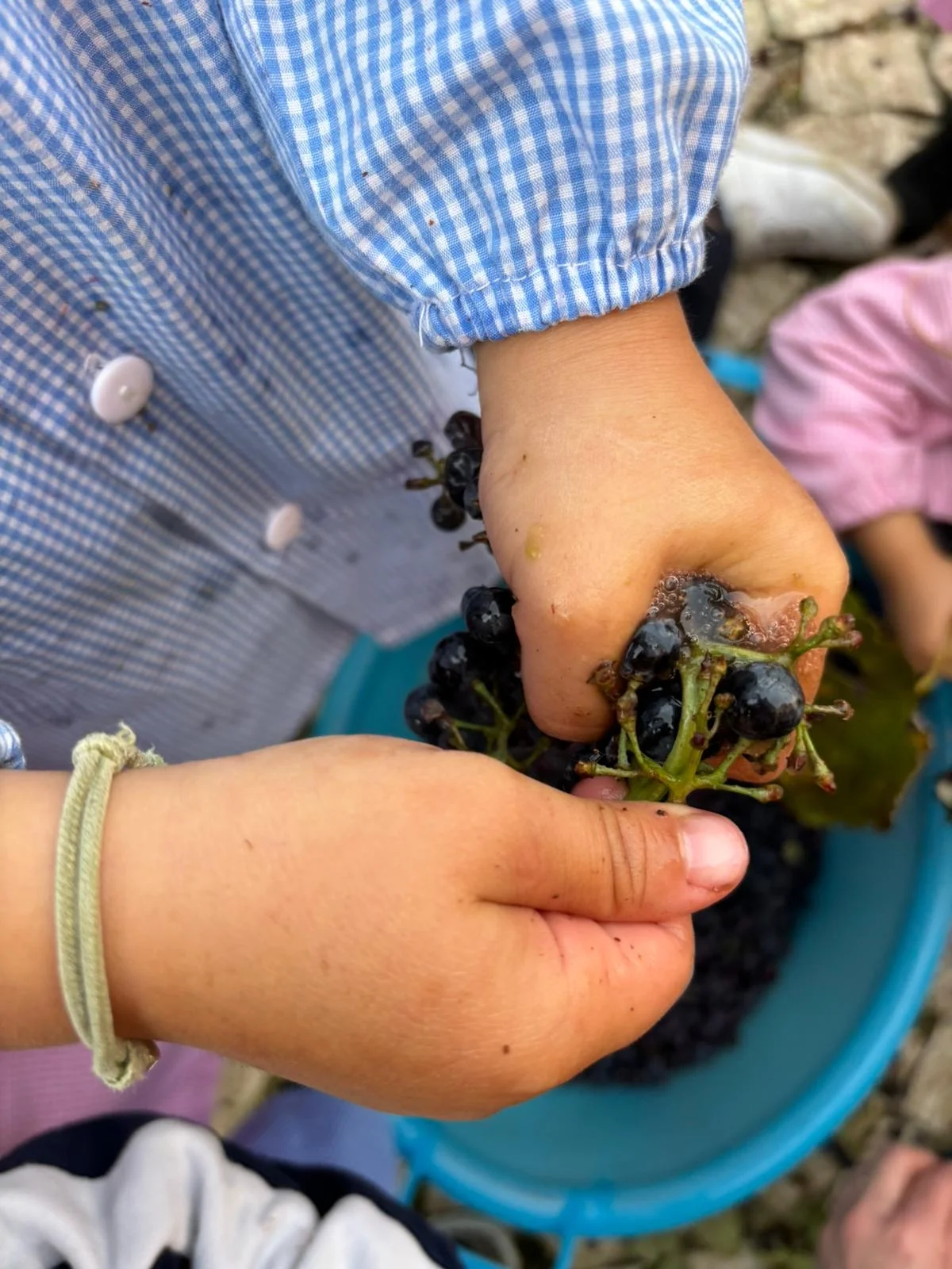 Nella Scuola dell'Infanzia Pio XII arriva il "Vigneto Montessoriano" e i bambini diventano protagonisti della vendemmia