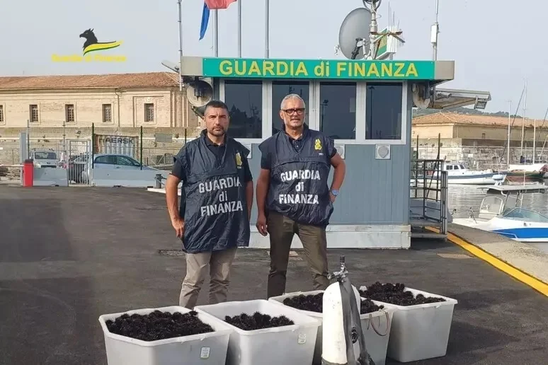 Sequestrati e rigettati in mare 4.000 ricci di mare