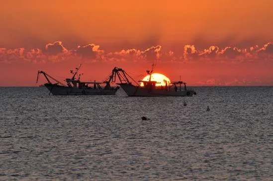 ULTIMA ASTA DEL PESCE PRIMA DEL FERMO BIOLOGICO