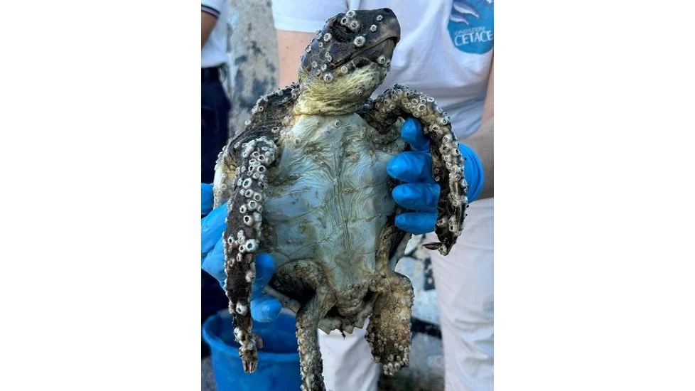    PORTO DI SAN BENEDETTO DEL TRONTO: TARTARUGA CARETTA CARETTA INCASTRATA TRA GLI SCOGLI DEL MOLO SUD