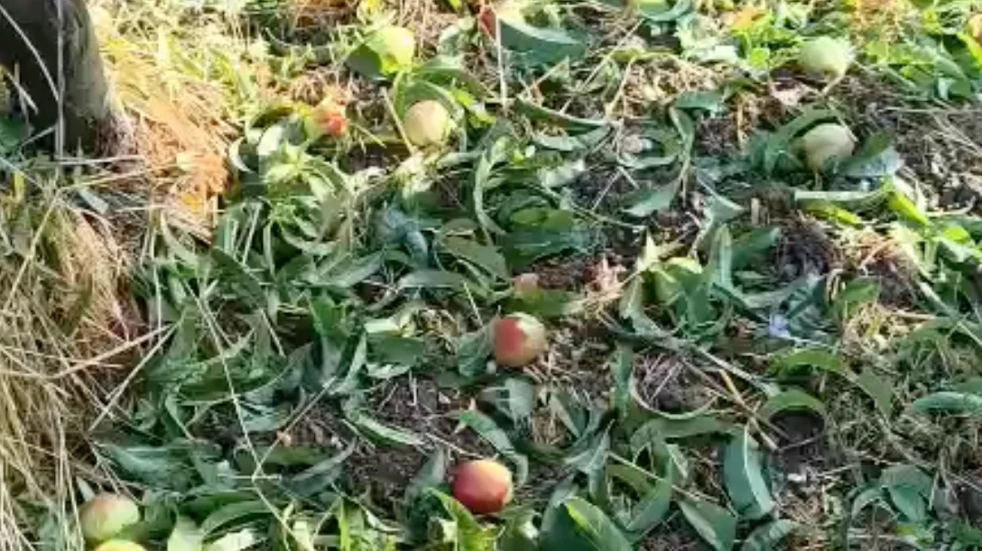MALTEMPO: LA CIA MARCHE SUPPORTA LE AZIENDE AGRICOLE NELLA QUANTIFICAZIONE DEI DANNI