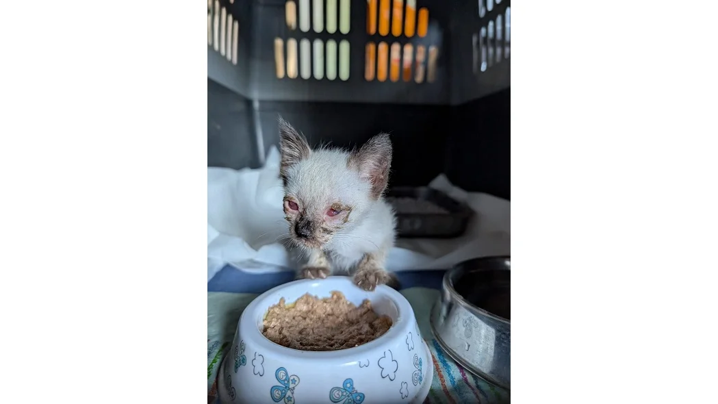 Emergenza gattini abbandonati, l'appello dello Sportello Benessere Animale: «Sterilizzate i gatti »