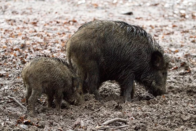 FAUNA SELVATICA E GESTIONE VENATORIA: IN ARRIVO LA RIFORMA DELLA LEGGE 157 DEL 1992