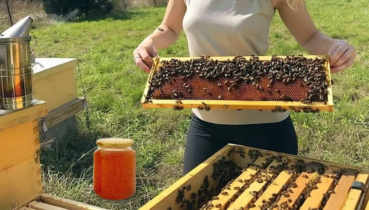 Apicoltura, alle Marche fondi aggiuntivi dal Masaf