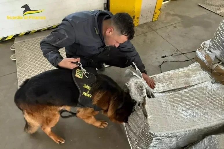 Cane antidroga delle Fiamme Gialle fiuta marijuana, sequestrati 190 kg