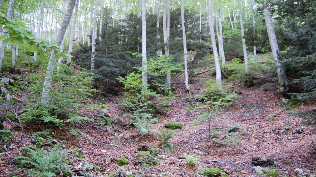 Ascoli Piceno - Il Comune affitta il bosco di Piagge per rilanciare la montagna