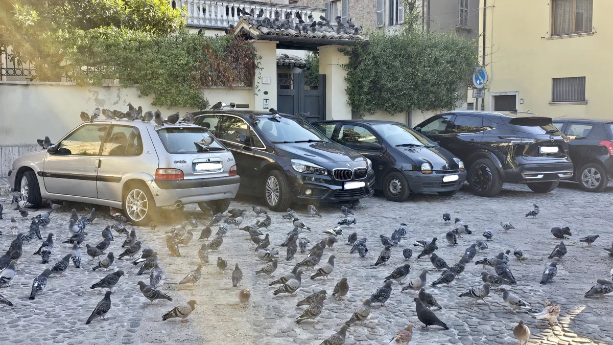 Ascoli Piceno - Invasione di piccioni a Piazza San Tommaso, scatta la protesta dei residenti
